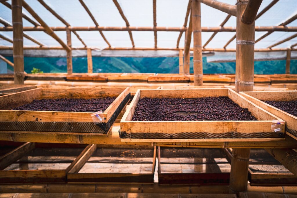 drying coffee