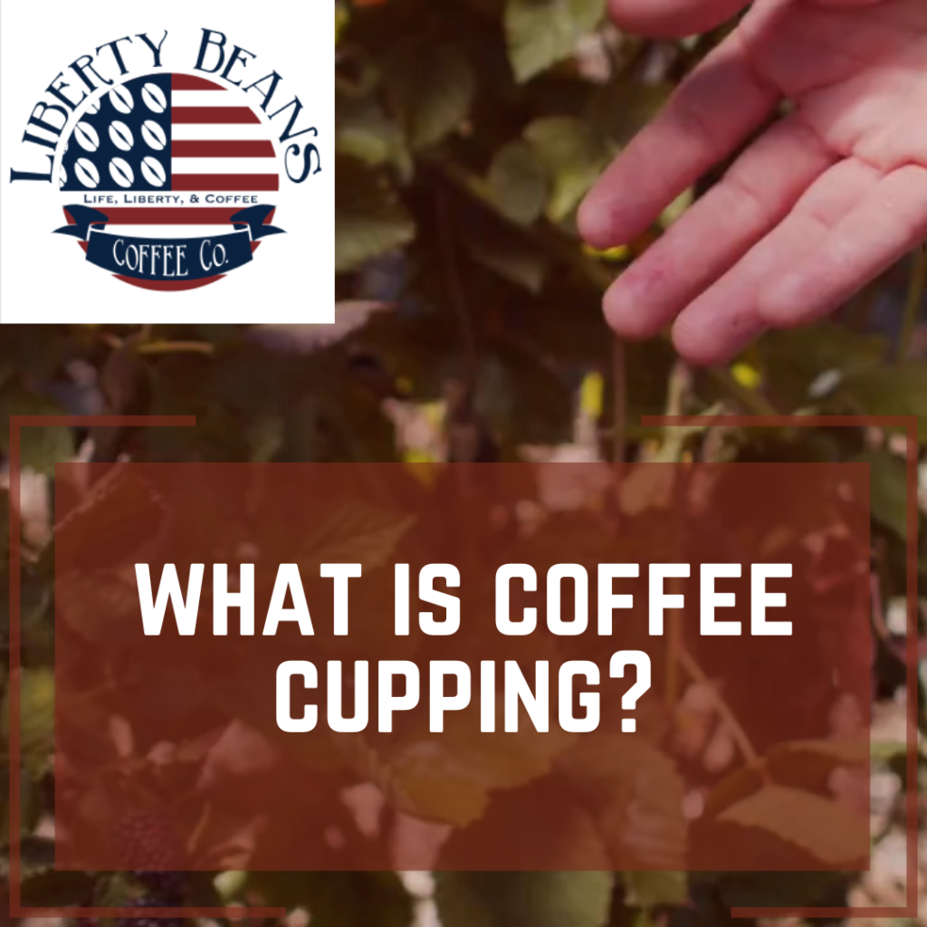 what is coffee cupping?